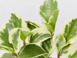 Indoor Garden Peperomia Obtusifolia Albo-marginata