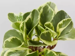 Indoor Garden Pet-friendly Indoor Plants All About Peperomia Pack 20 Indoor Garden Pet-friendly Indoor Plants All About Peperomia Pack