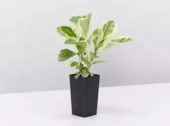 Indoor Garden Child Friendly Indoor Plants Pack Easy Care Plants