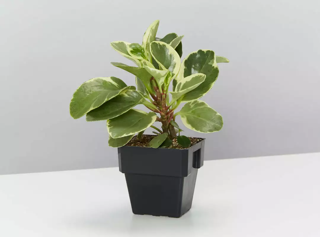 Indoor Garden Pet-Friendly🐶 Indoor Plant Pack - 85mm Pet-friendly Indoor Plants 7 Indoor Garden Pet-Friendly🐶 Indoor Plant Pack - 85mm Pet-friendly Indoor Plants