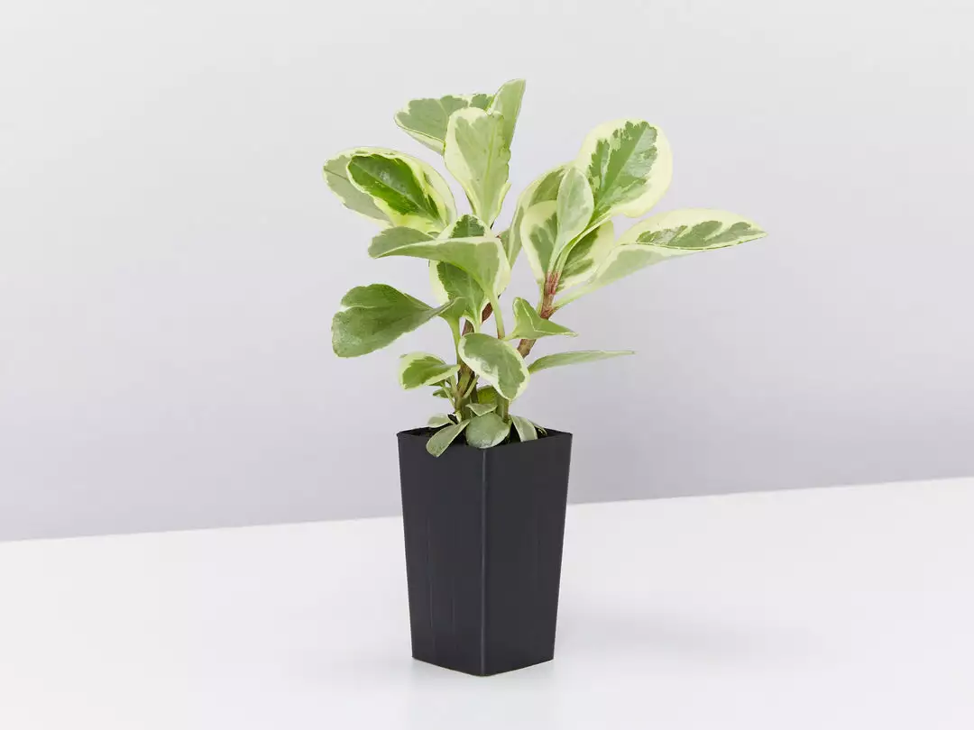Indoor Garden Pet-friendly Indoor Plants All About Peperomia Pack 9 Indoor Garden Pet-friendly Indoor Plants All About Peperomia Pack
