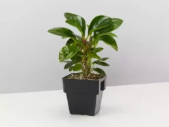 Indoor Garden All About Peperomia Pack - Larger Plants Pet-friendly Indoor Plants