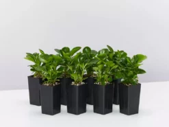 Indoor Garden Peperomia Obtusifolia Jade