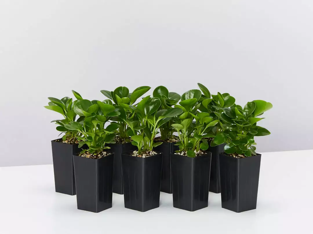 Indoor Garden Peperomia Obtusifolia Jade 3 Indoor Garden Peperomia Obtusifolia Jade