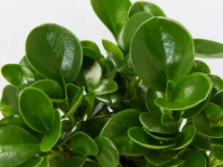 Indoor Garden Peperomia Obtusifolia Jade