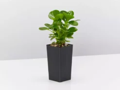 Indoor Garden Pet-friendly Indoor Plants All About Peperomia Pack 17 Indoor Garden Pet-friendly Indoor Plants All About Peperomia Pack