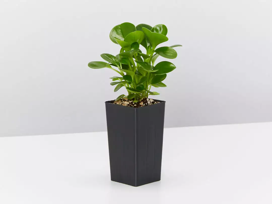 Indoor Garden Pet-friendly Indoor Plants All About Peperomia Pack 7 Indoor Garden Pet-friendly Indoor Plants All About Peperomia Pack