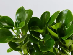Indoor Garden All About Peperomia Pack - Larger Plants Pet-friendly Indoor Plants