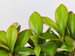 Indoor Garden Cacti & Succulents Peperomia Clusiifolia Red Edge 9 Indoor Garden Cacti & Succulents Peperomia Clusiifolia Red Edge