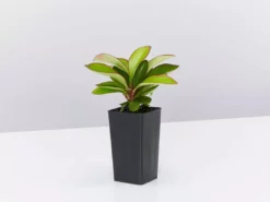 Indoor Garden Cacti & Succulents Peperomia Clusiifolia Red Edge