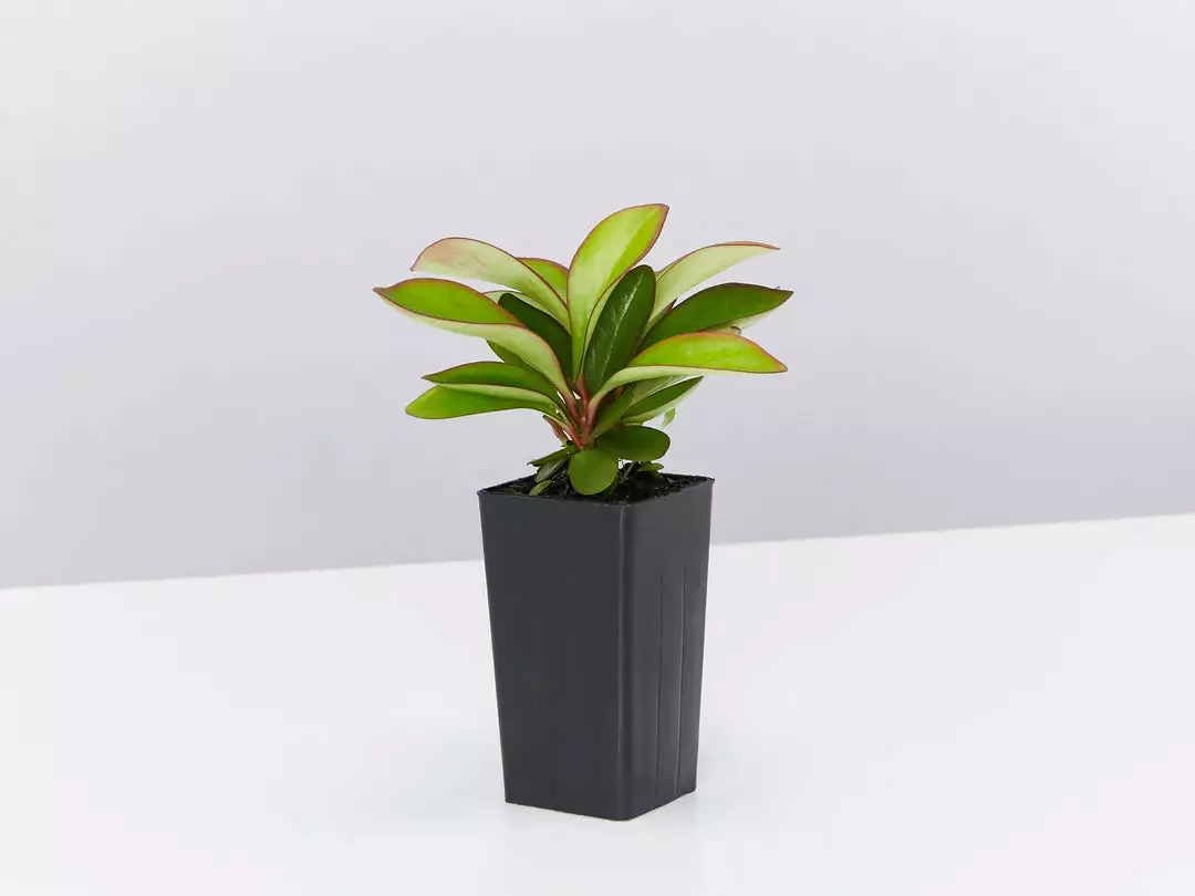 Indoor Garden Cacti & Succulents Peperomia Clusiifolia Red Edge 4 Indoor Garden Cacti & Succulents Peperomia Clusiifolia Red Edge