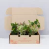 Indoor Garden Pet-friendly Indoor Plants All About Peperomia Pack 1 Indoor Garden Pet-friendly Indoor Plants All About Peperomia Pack