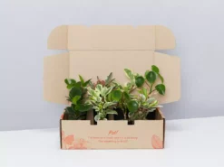 Indoor Garden Pet-friendly Indoor Plants All About Peperomia Pack