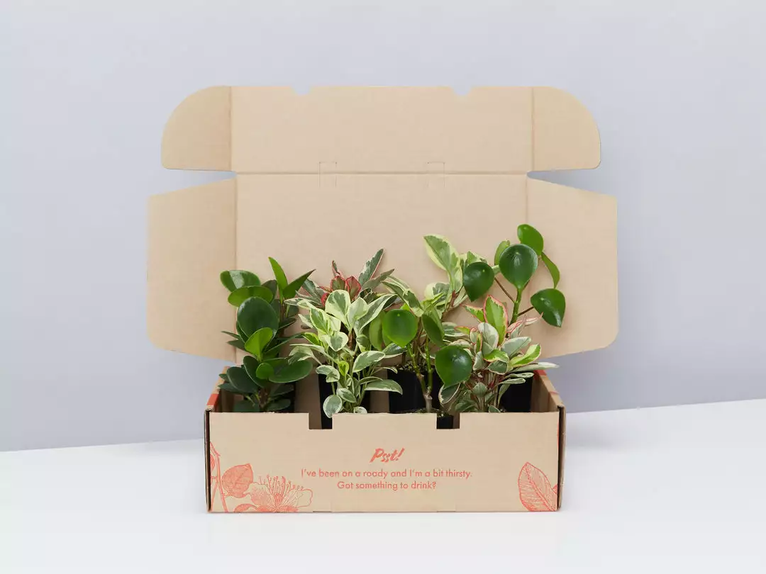 Indoor Garden Pet-friendly Indoor Plants All About Peperomia Pack 3 Indoor Garden Pet-friendly Indoor Plants All About Peperomia Pack