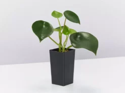 Indoor Garden Pet-friendly Indoor Plants All About Peperomia Pack 21 Indoor Garden Pet-friendly Indoor Plants All About Peperomia Pack