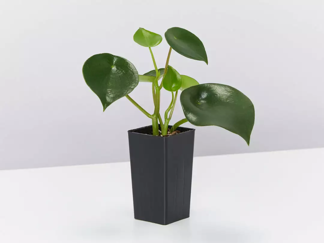 Indoor Garden Pet-friendly Indoor Plants All About Peperomia Pack 11 Indoor Garden Pet-friendly Indoor Plants All About Peperomia Pack
