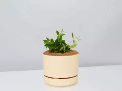 Pot + Plant Gift Box Peperomia Puteolata Diamond - Pot + Plant + Soil