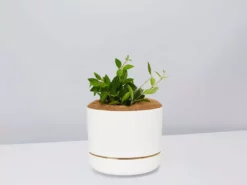 Pot + Plant Gift Box Peperomia Puteolata Diamond - Pot + Plant + Soil
