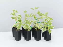 Succulents Cupid Peperomia Peperomia Scandens Variegata Pool Friendly Plants