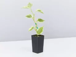 Indoor Garden The Teachers Classroom Houseplant Pack 20 Indoor Garden The Teachers Classroom Houseplant Pack