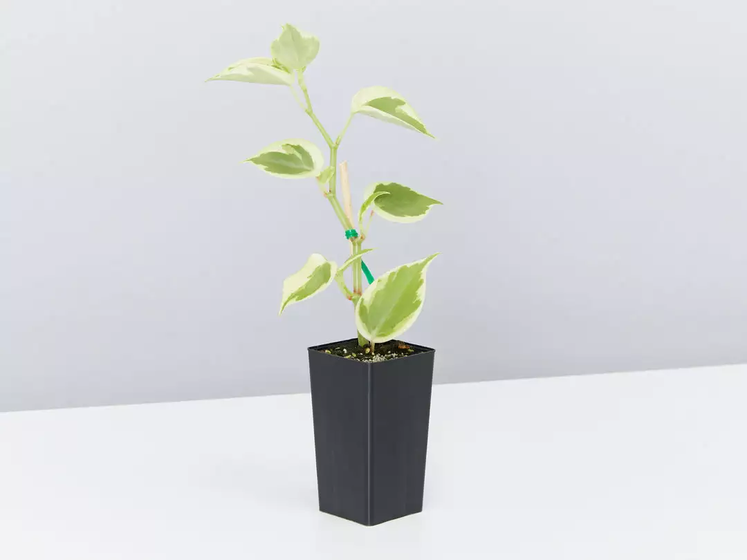 Indoor Garden The Teachers Classroom Houseplant Pack 6 Indoor Garden The Teachers Classroom Houseplant Pack