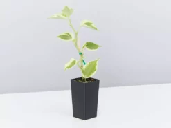 Succulents Cupid Peperomia Peperomia Scandens Variegata Pool Friendly Plants 8 Succulents Cupid Peperomia Peperomia Scandens Variegata Pool Friendly Plants