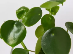 Indoor Garden Pet-friendly Indoor Plants All About Peperomia Pack 22 Indoor Garden Pet-friendly Indoor Plants All About Peperomia Pack