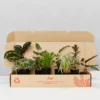 Indoor Garden Pet-Friendly Indoor Plant Pack 🐶