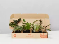 Indoor Garden Pet-Friendly Indoor Plant Pack 🐶
