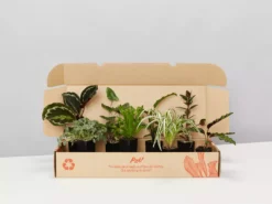 Indoor Garden Mr Kitly 8 Houseplants & 8 Pots - Pet-Friendly Edition Pet-friendly Indoor Plants