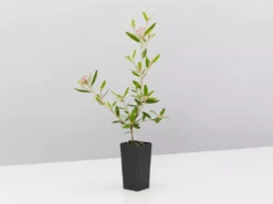 Plants In A Box Phebalium Woombye Pink