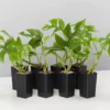 Plants In A Box Philodendron Minima Climbing Plants