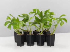 Plants In A Box Philodendron Minima Climbing Plants