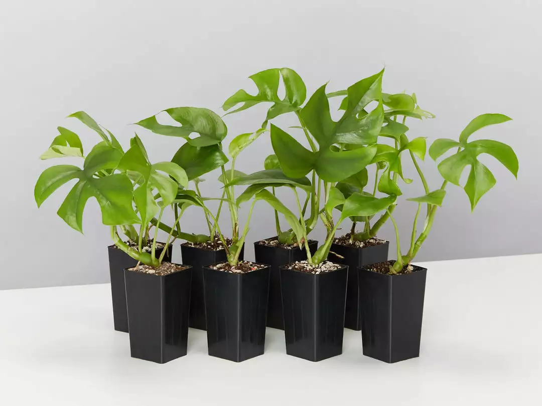 Plants In A Box Philodendron Minima Climbing Plants 3 Plants In A Box Philodendron Minima Climbing Plants