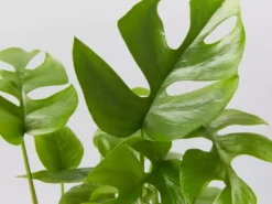 Plants In A Box Philodendron Minima Climbing Plants