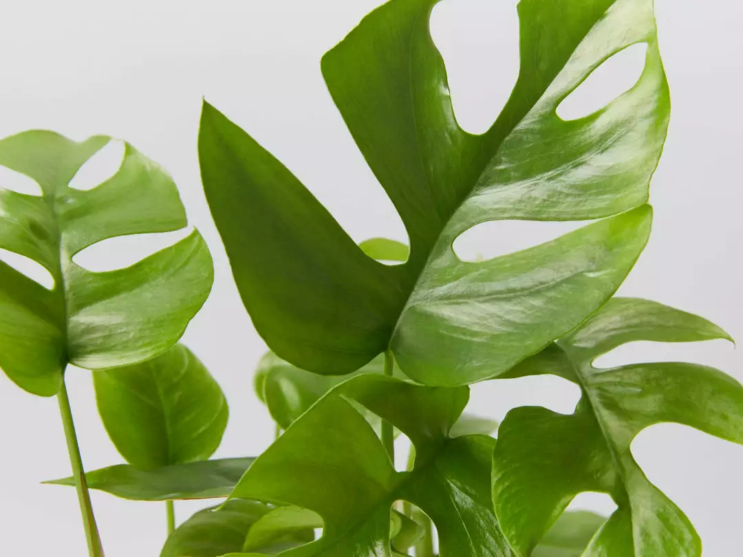 Plants In A Box Philodendron Minima Climbing Plants 4 Plants In A Box Philodendron Minima Climbing Plants