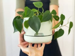 Indoor Garden Easy Care Plants Philodendron Hederaceum