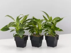 Indoor Garden Philodendron Birkin - 85mm Easy Care Plants