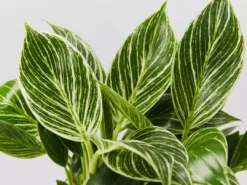 Indoor Garden Philodendron Birkin - 85mm Easy Care Plants