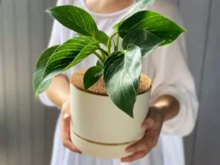 Indoor Garden Philodendron Birkin - 85mm Easy Care Plants