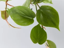 Indoor Garden Easy Care Plants The Water Propagation Box