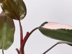 Indoor Garden The Houseplant π« Wishlist Box Air Purifying 12 Indoor Garden The Houseplant π« Wishlist Box Air Purifying