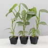 Indoor Garden Philodendron Hastatum Silver Sword - 85mm Easy Care Plants