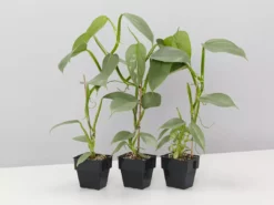 Indoor Garden Philodendron Hastatum Silver Sword - 85mm Easy Care Plants