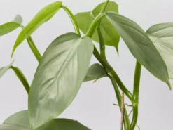 Indoor Garden Philodendron Hastatum Silver Sword - 85mm Easy Care Plants