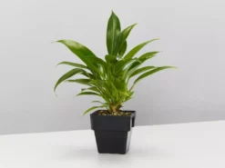 Indoor Garden Plant Packs The Office Indoor Plant Box - 85mm 10 Indoor Garden Plant Packs The Office Indoor Plant Box - 85mm