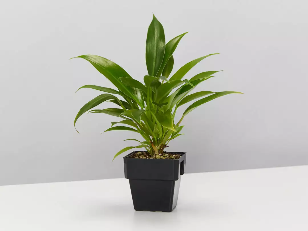 Indoor Garden Plant Packs The Office Indoor Plant Box - 85mm 5 Indoor Garden Plant Packs The Office Indoor Plant Box - 85mm