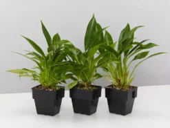 Indoor Garden Pool Friendly Plants Philodendron Little Phil™