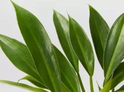 Indoor Garden Pool Friendly Plants Philodendron Little Phil™