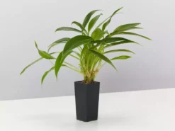 Indoor Garden Pool Friendly Plants Philodendron Little Phil™